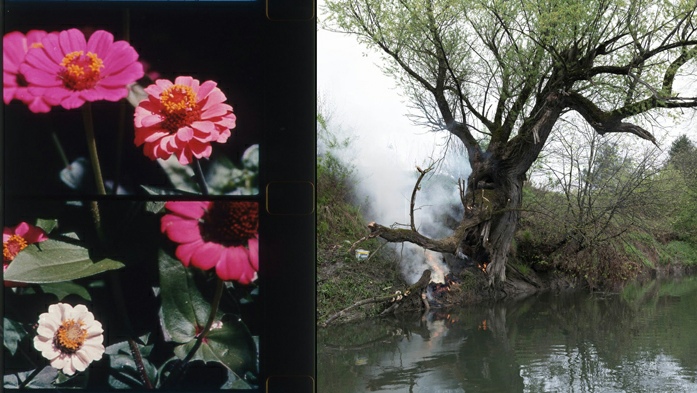 A gauche: Rose Lowder,&nbsp;Bouquets 31-40&nbsp;(still), 2014–22. Courtesy Rose Lowder and Lightcone. A droite: Karol Palczak,&nbsp;Drzewo płonące (Burning Tree)&nbsp;(still), 2022. 